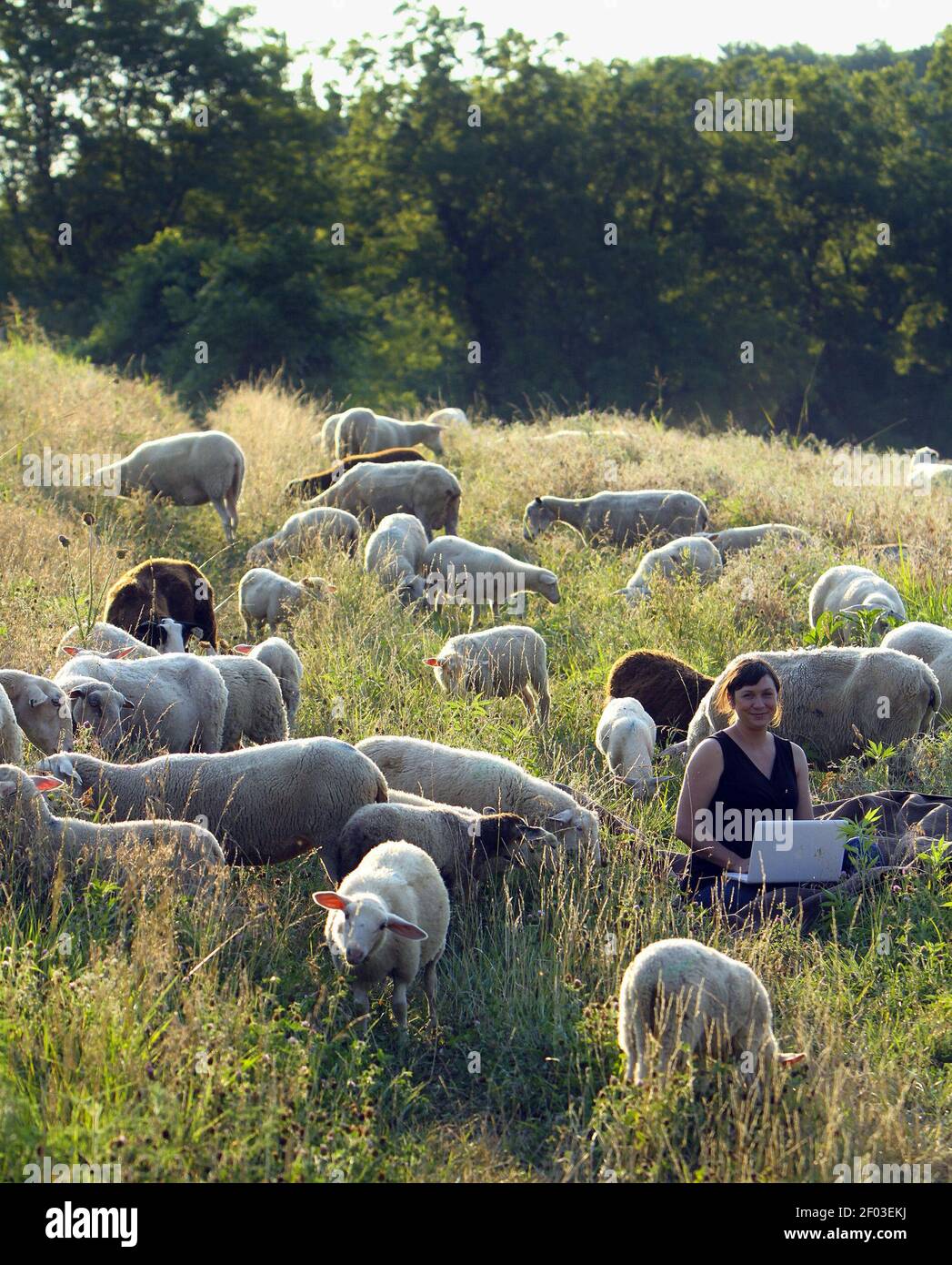 Comme de nombreux petits agriculteurs ont du mal à trouver le temps de se connecter aux sites de réseautage social, Jacqueline Smith, une éleveuse de moutons et copropriétaire de Green Dirt Farm à Weston, utilise le site Web de la ferme et la page Facebook pour établir des relations avec les clients. La ferme a également récemment embauché un directeur du marketing. (Photo de Jim Barcus/Kansas City Star/MCT/Sipa USA) Banque D'Images