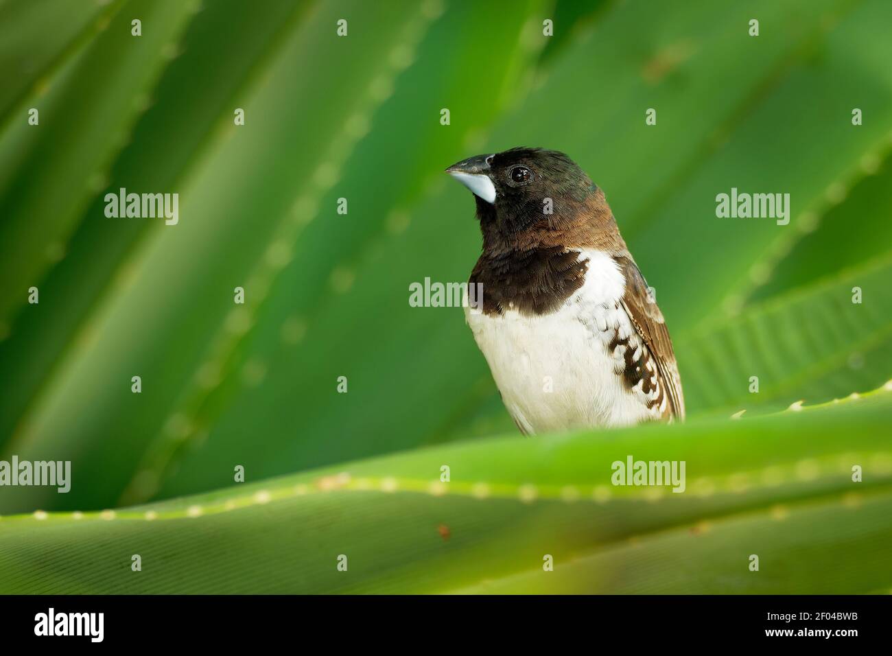 Bronze munia - Lonchura cuculata ou bronze Mannikin petit oiseau de sérine des Afrotropiques, très social estrildid finch dans la plupart de l'Afrique au sud de t Banque D'Images