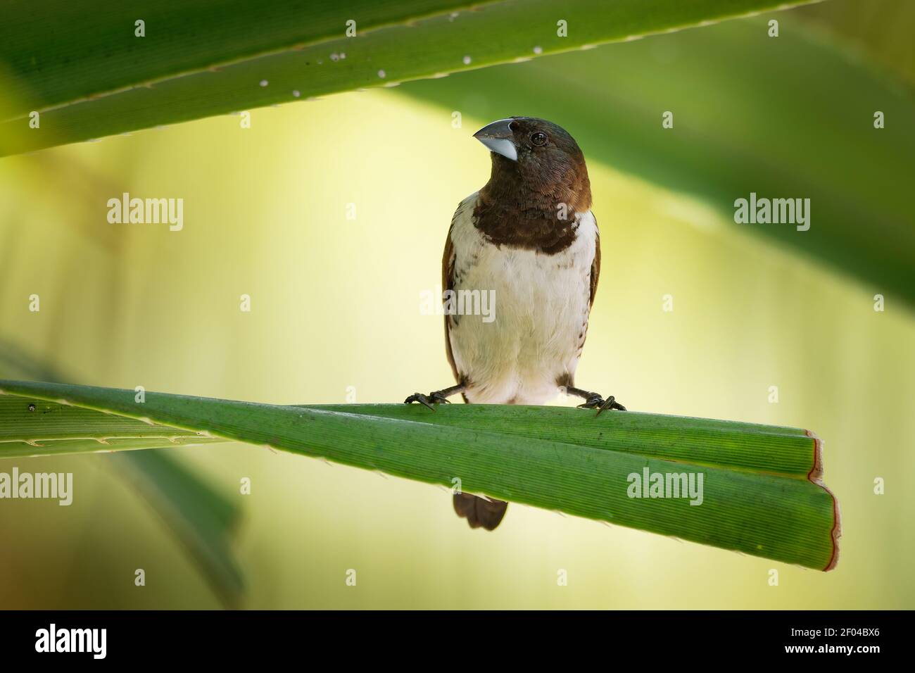 Bronze munia - Lonchura cuculata ou bronze Mannikin petit oiseau de sérine des Afrotropiques, très social estrildid finch dans la plupart de l'Afrique au sud de t Banque D'Images