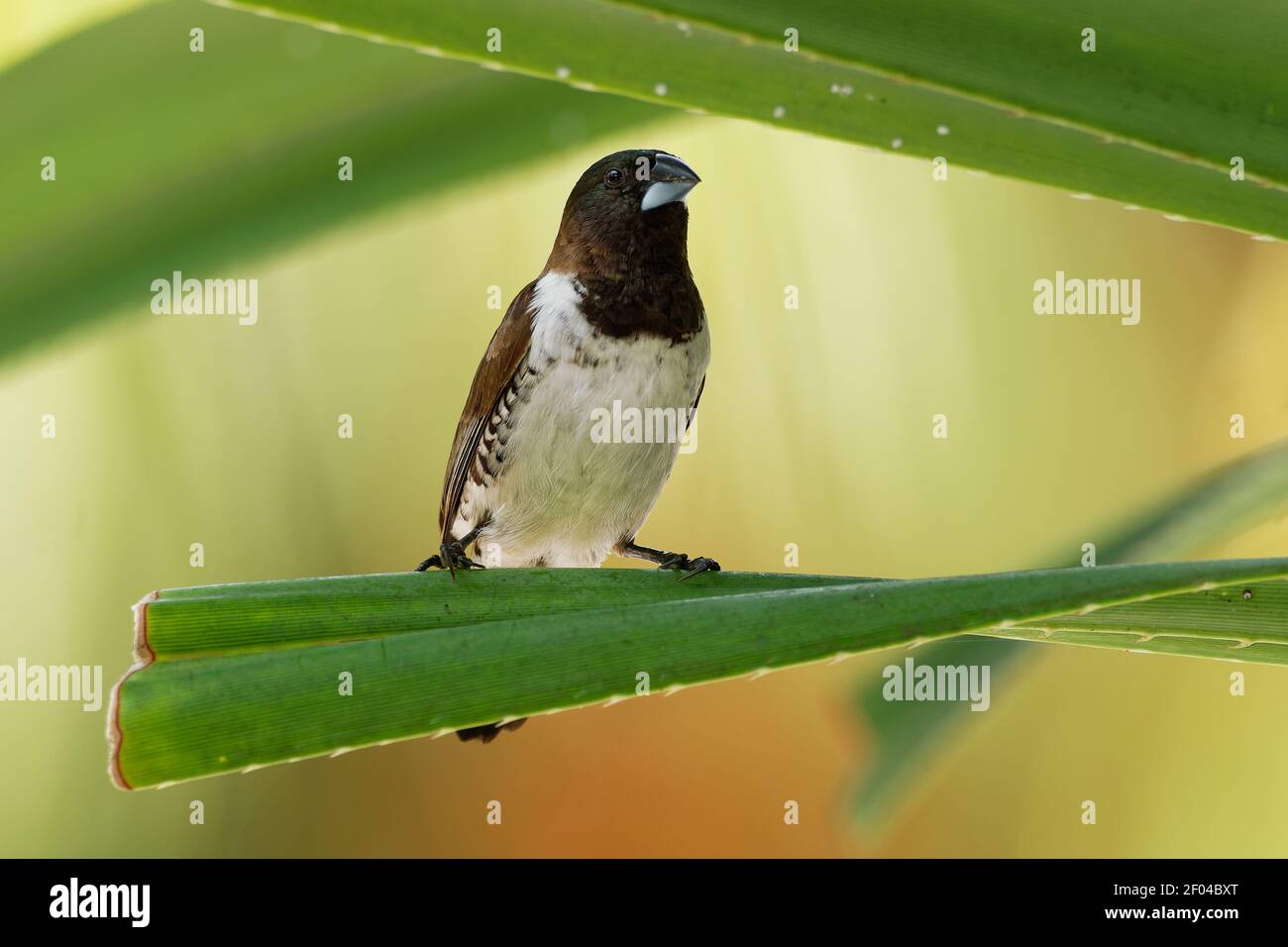 Bronze munia - Lonchura cuculata ou bronze Mannikin petit oiseau de sérine des Afrotropiques, très social estrildid finch dans la plupart de l'Afrique au sud de t Banque D'Images