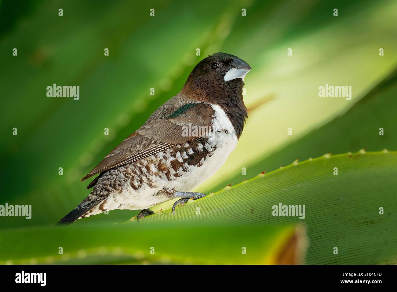 Bronze munia - Lonchura cuculata ou bronze Mannikin petit oiseau de sérine des Afrotropiques, très social estrildid finch dans la plupart de l'Afrique au sud de t Banque D'Images