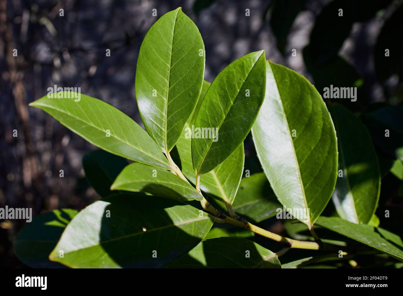 Branche avec feuilles vertes de Laurier de cerise sain Banque D'Images