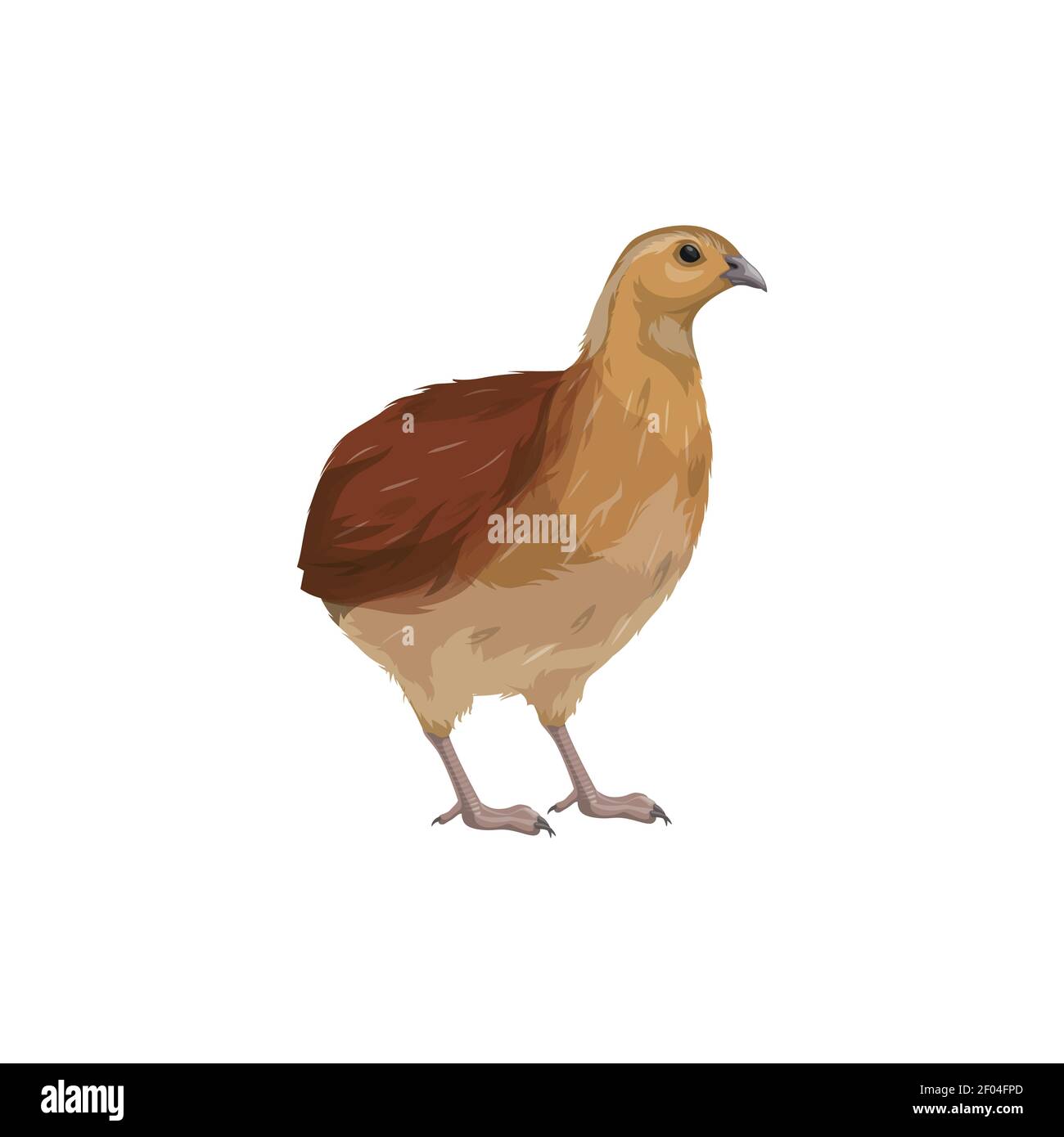 Oiseau de caille isolé de la tétras de Hazel. Oiseaux domestiques vectoriels, volaille animal Illustration de Vecteur