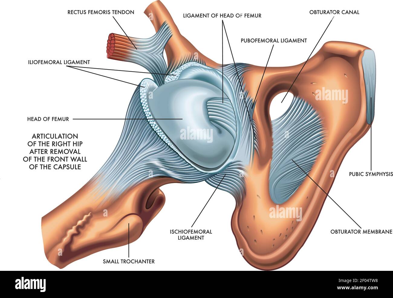 Illustration médicale de l'articulation des annotations de la hanche droite. Illustration de Vecteur