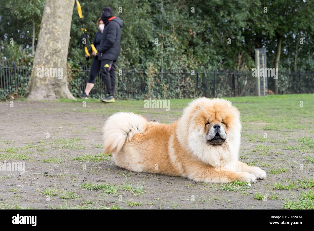 cha cha chow dog est assis dans le parc de Greenwich de Londres pendant sa propriétaire fait de l'entraînement de forme physique d'un côté Banque D'Images
