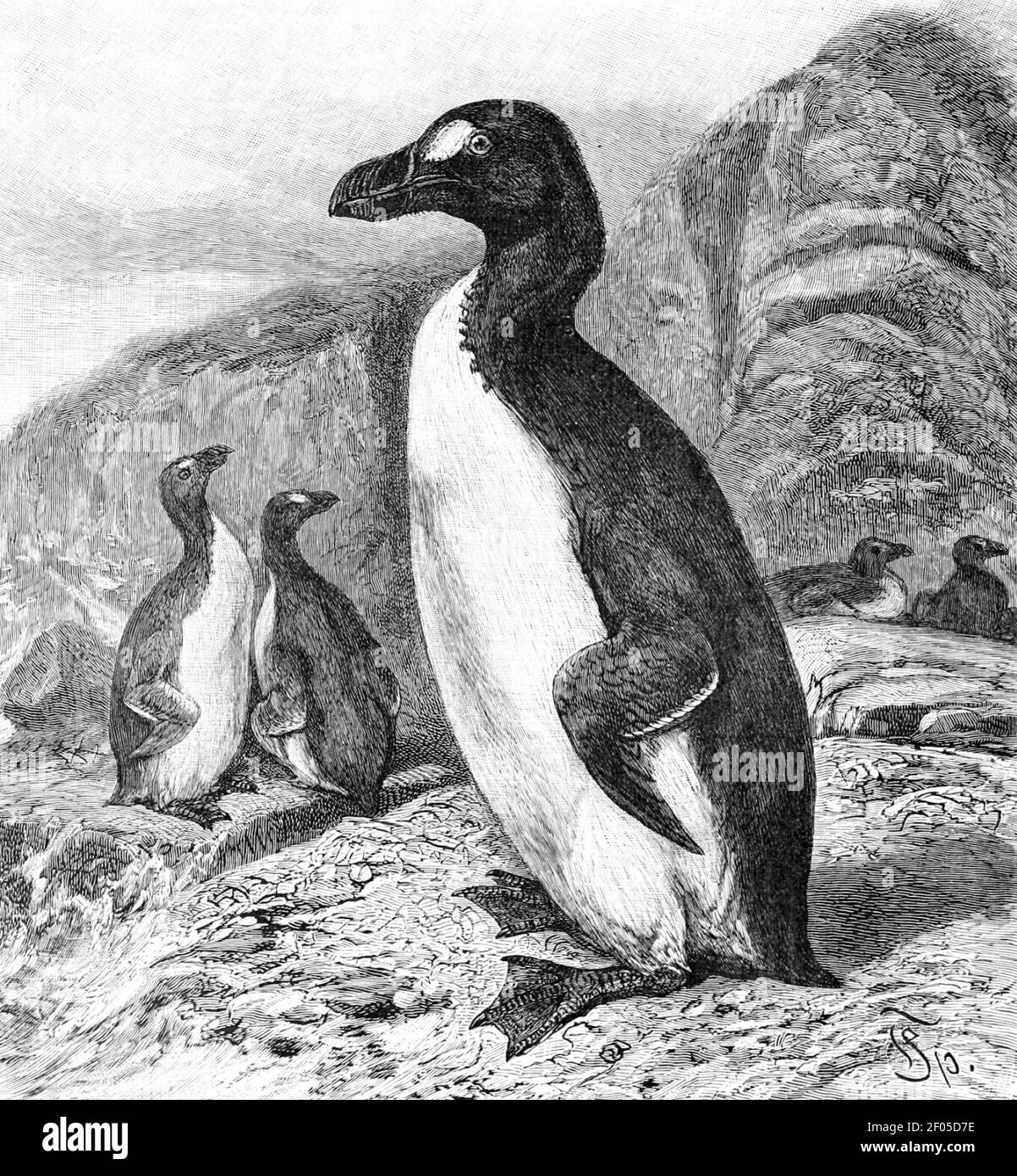 Pinguinus impennis-l'Histoire naturelle royale. Banque D'Images