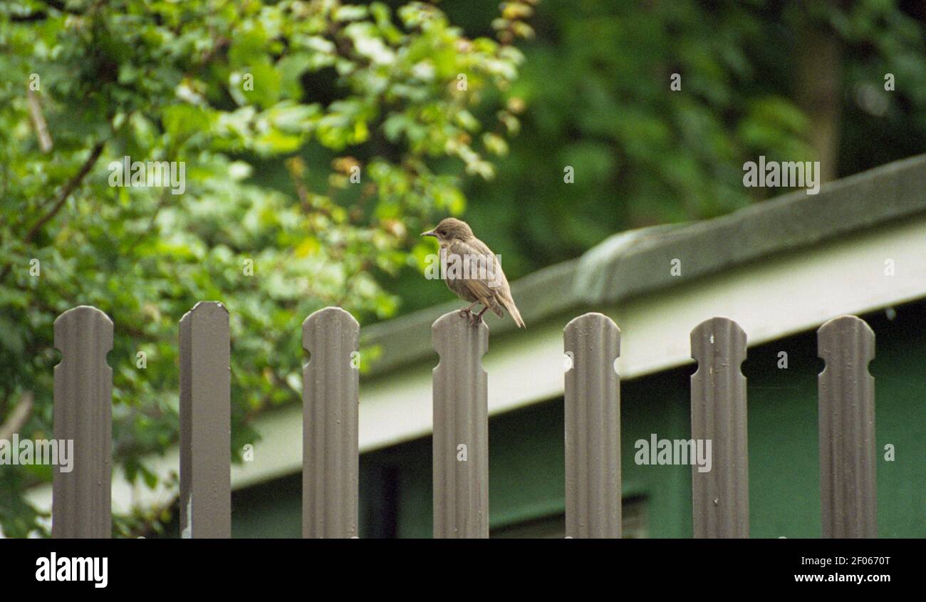 oiseau sur une clôture Banque D'Images