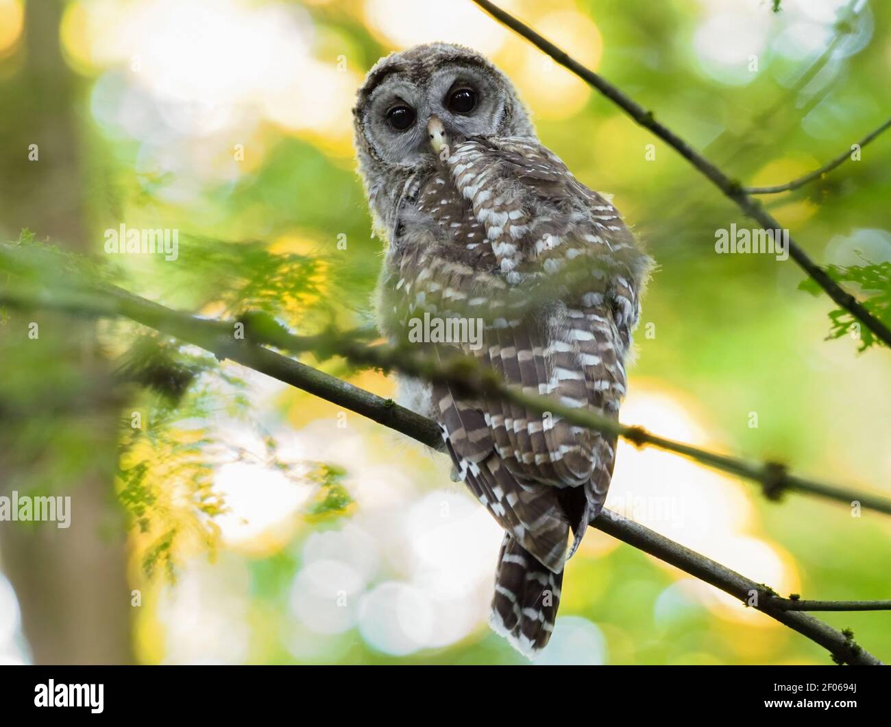 Hibou interdit aux mineurs dans un parc de Seattle. Banque D'Images