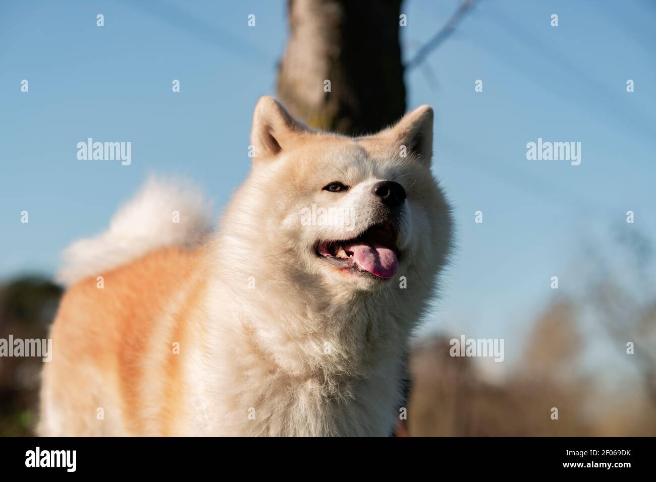 Joli chien de race avec une fourrure blanche et marron sur un pré vert dans les bois en plein jour Banque D'Images