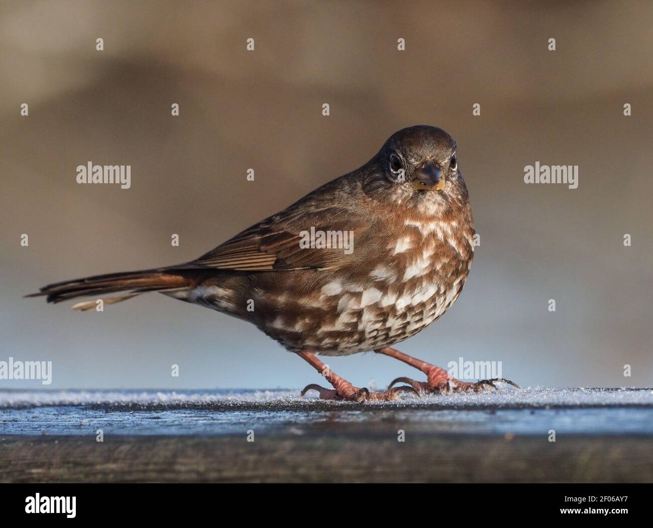 Fox Sparrow un matin gelé. Banque D'Images