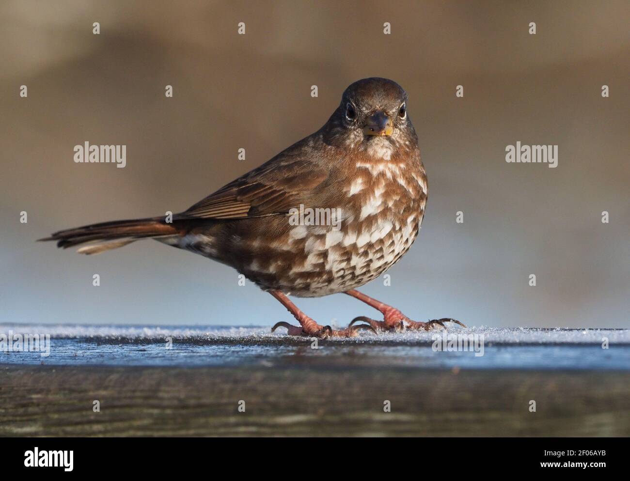 Fox Sparrow un matin gelé. Banque D'Images