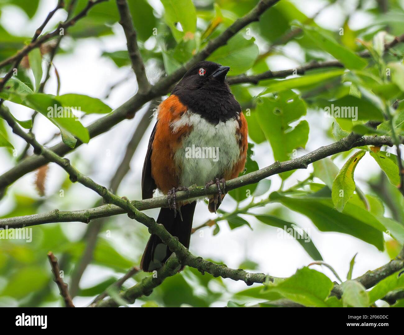 Towhee tacheté perché dans un arbre. Banque D'Images
