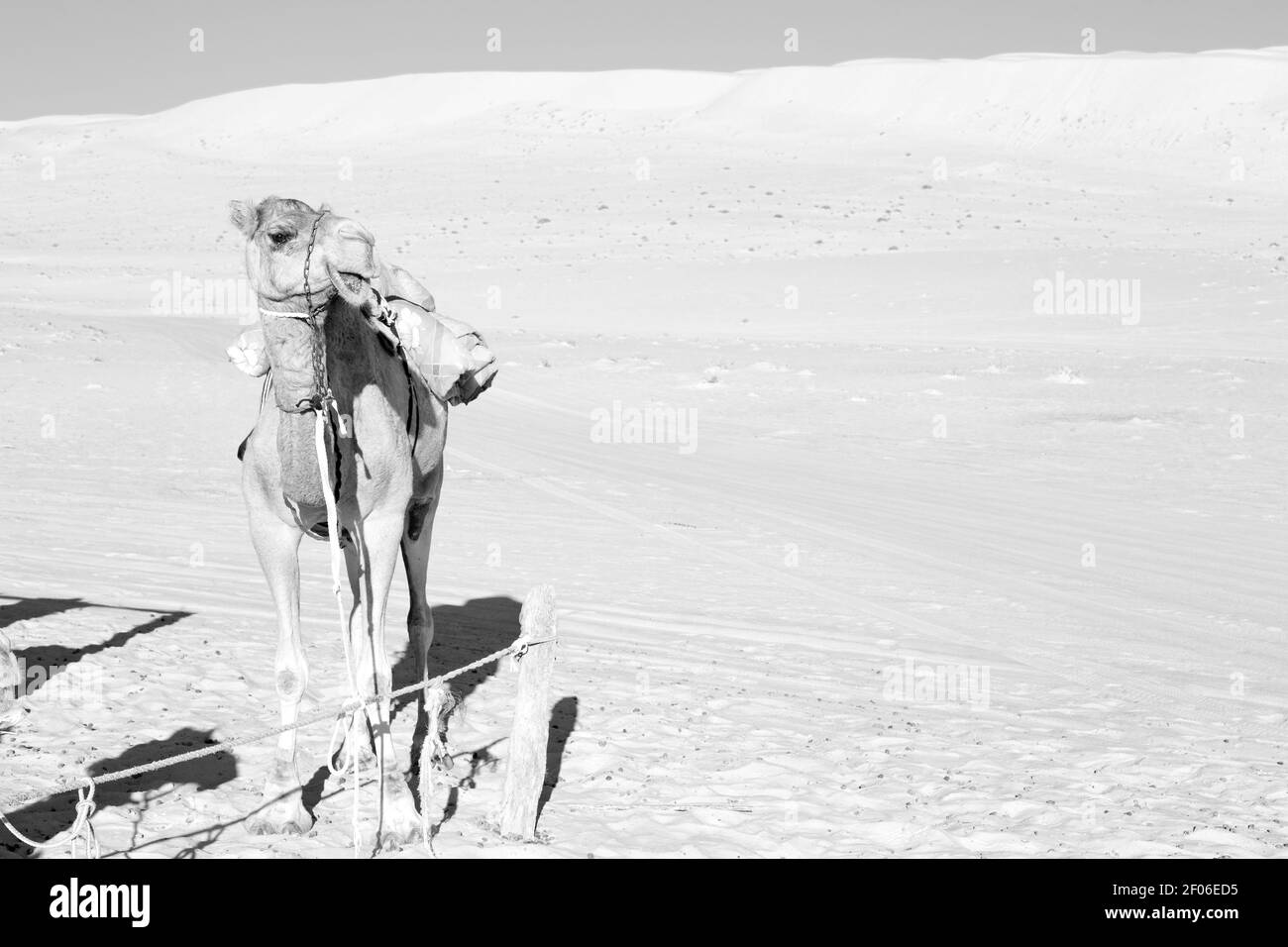 En oman quart vide du désert un dromadaire libre près le ciel Banque D'Images En oman quart vide du désert un dromadaire libre près le ciel Banque D'Images