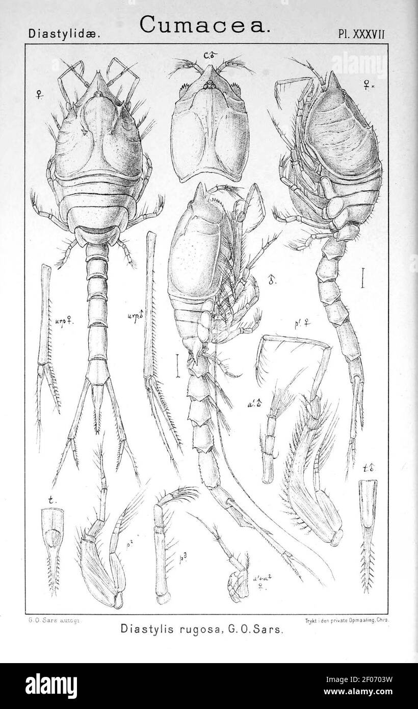 PL. XXXVII. Diastylis rugosa. Banque D'Images