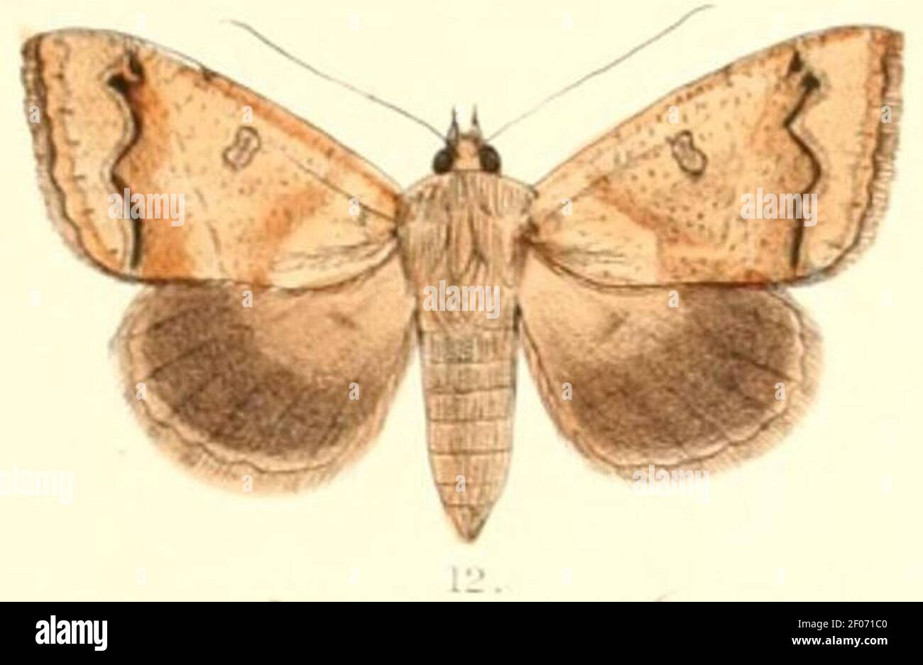 PL.6-12-Ophiusa indistincta (Moore, 1882) (Ophiodes). Banque D'Images