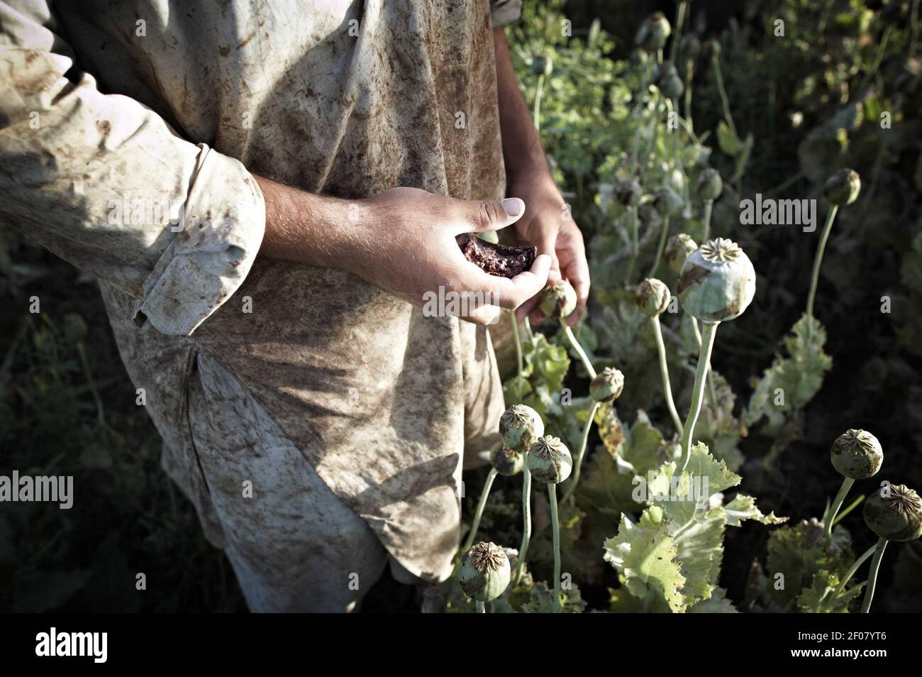 1er mai 2011 - Kandahar, Afghanistan - à Maywand, un district de Kandahar situé à la frontière de la province de Helmand, les agriculteurs locaux en sont aux derniers stades de la récolte de leurs pappys. Crédit photo: Sebastiano Tomada/Sipa Press/1105202035 Banque D'Images