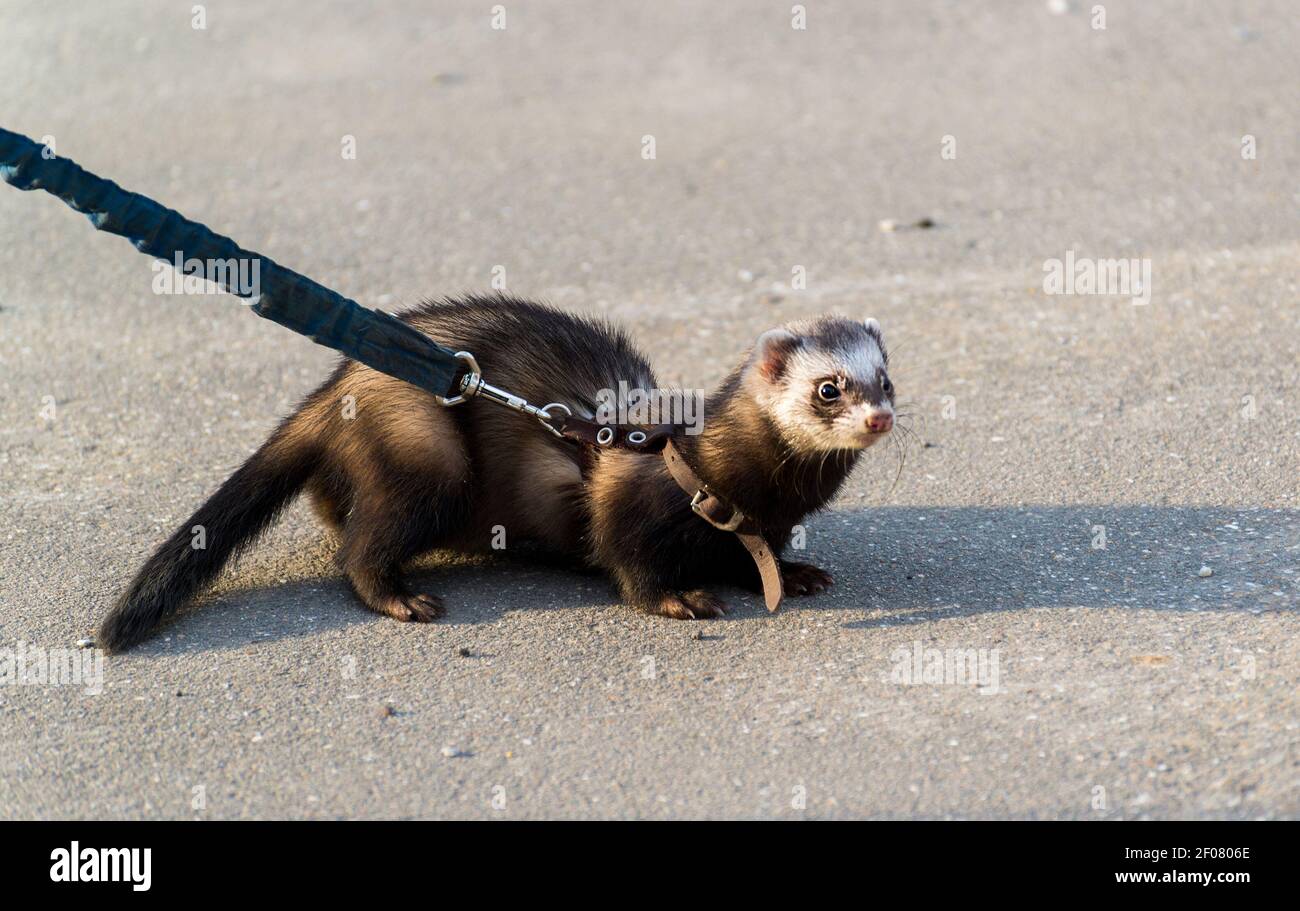 Putois sombre avec un collier en laisse pour une promenade Banque D'Images