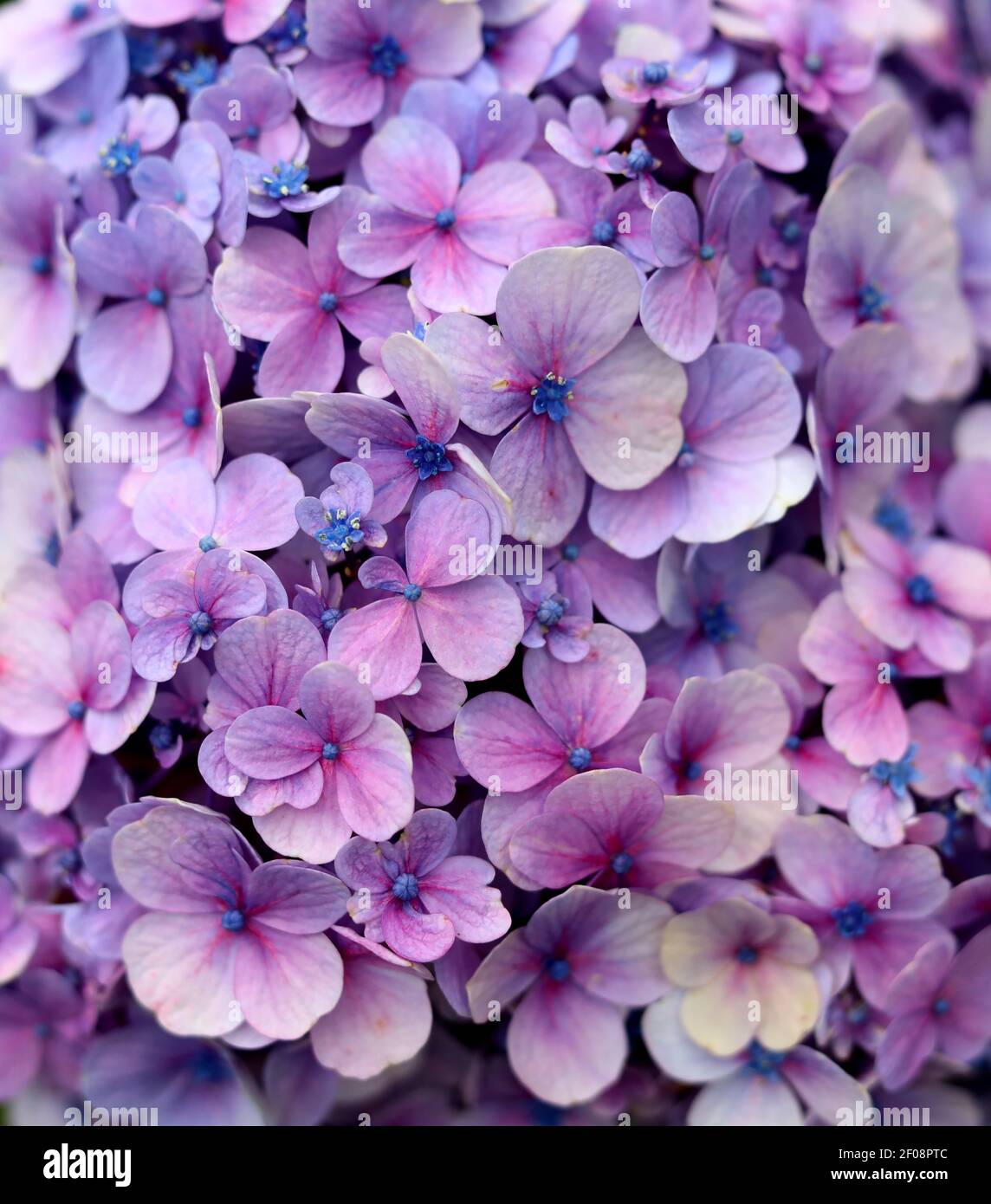 Belles petites fleurs violettes - fleur violette Photo Stock - Alamy