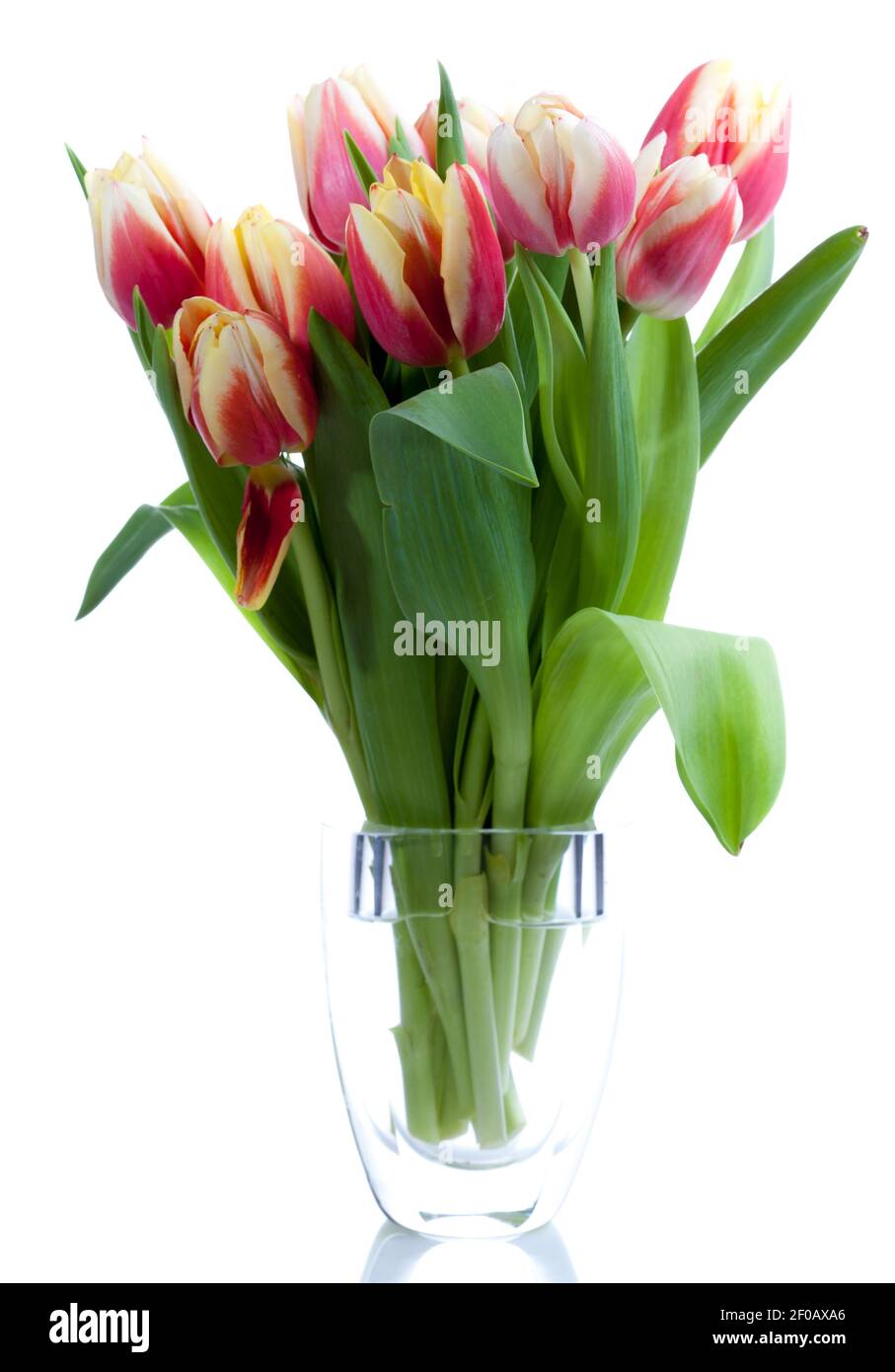 Single Early Tulip, Tidig enkel tulpan (Tulipa gesneriana) Banque D'Images