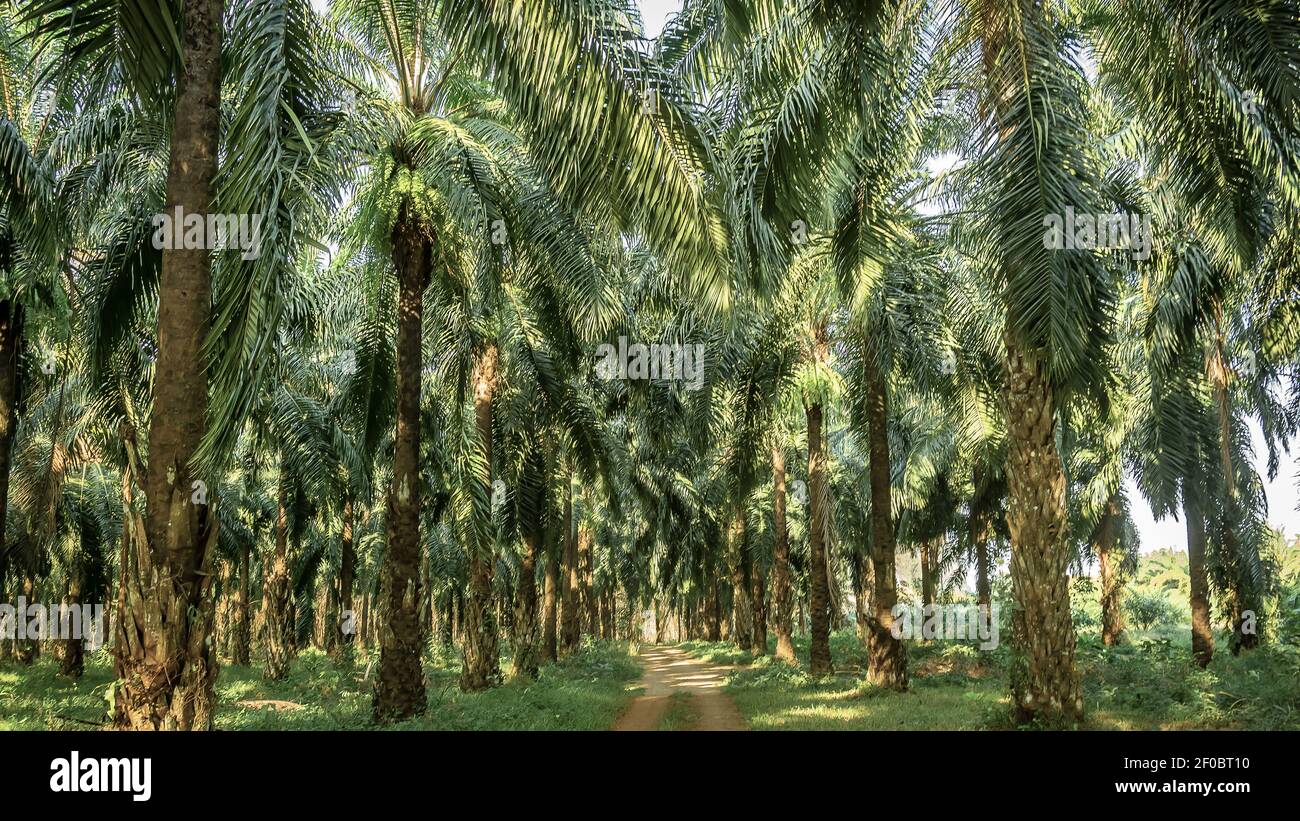 Jardin de palmiers , manière de plantation dans la plantation Palmier dans le jardin tropical Banque D'Images