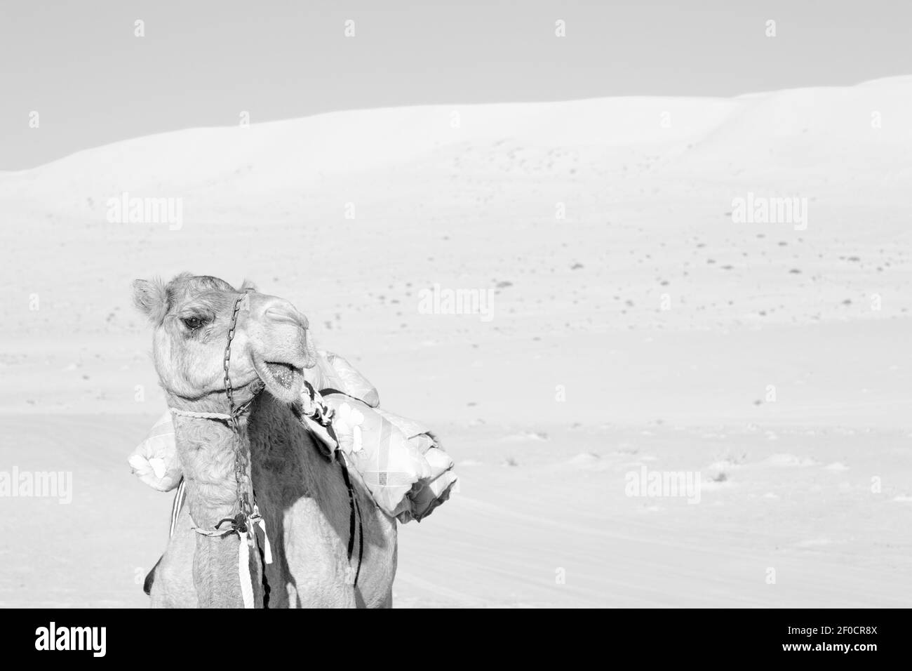 En oman quart vide du désert un dromadaire libre près le ciel Banque D'Images En oman quart vide du désert un dromadaire libre près le ciel Banque D'Images