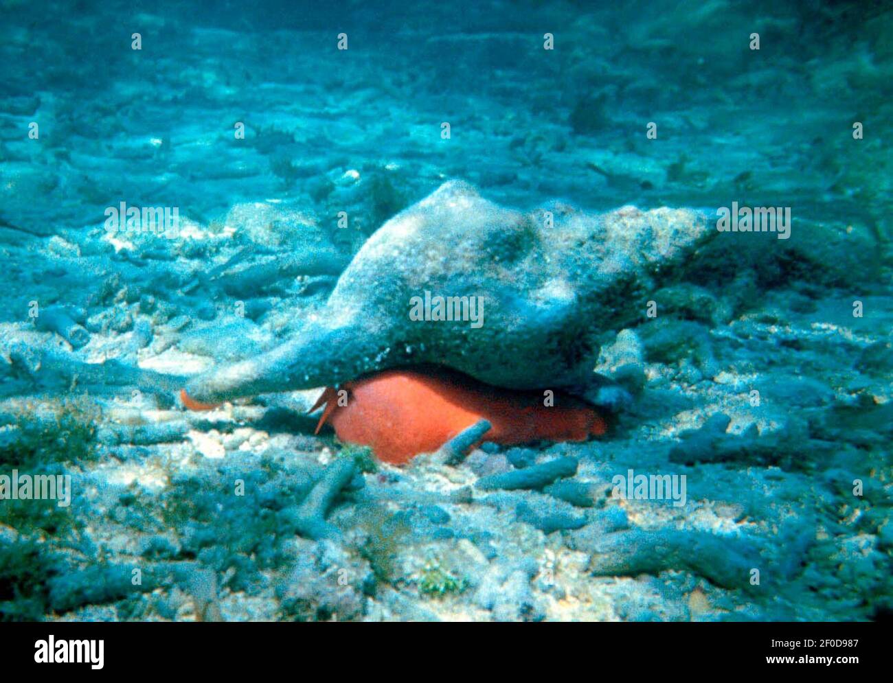 Pleuroploca gigantea Banque de photographies et d’images à haute
