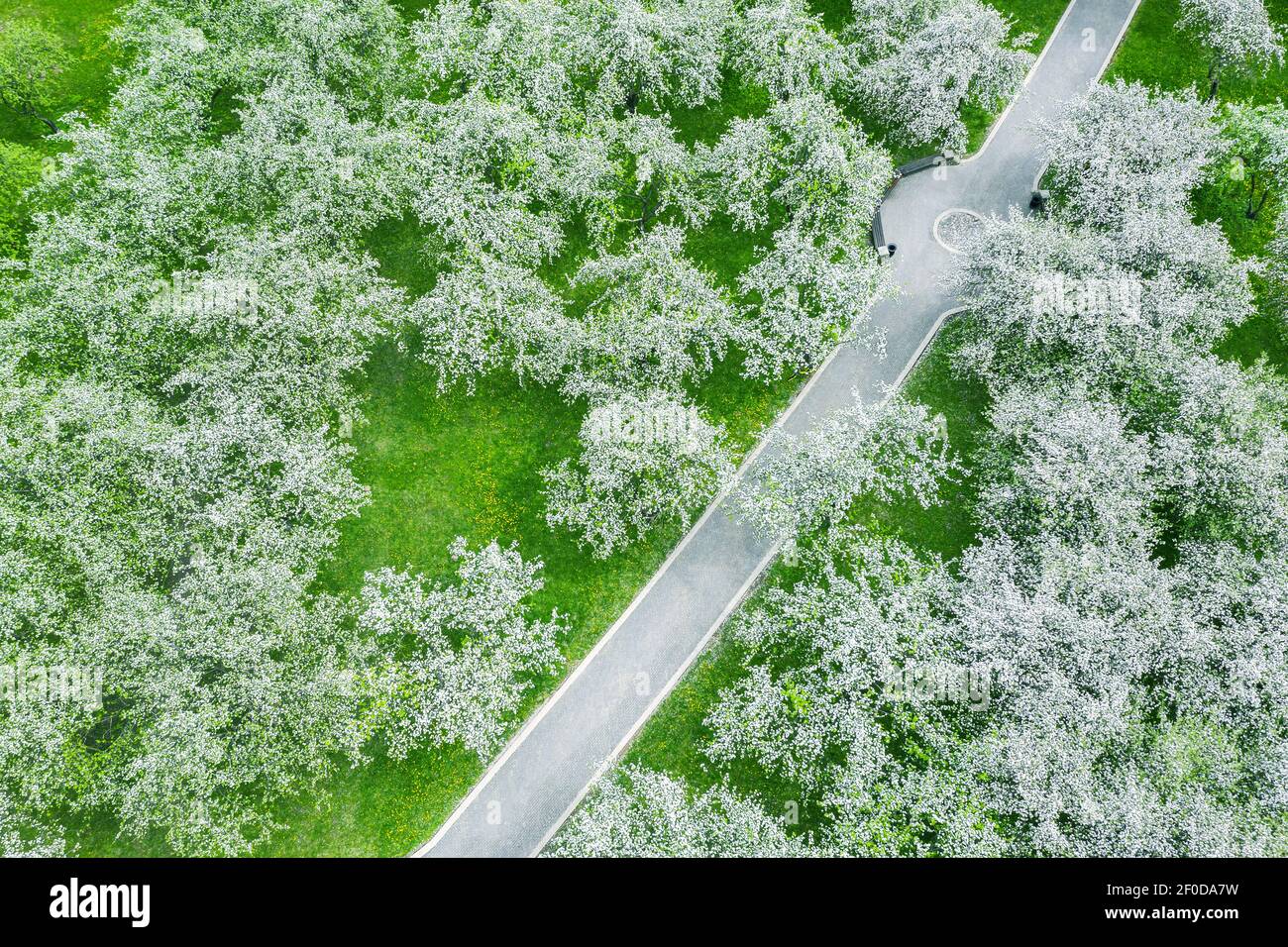 magnifique jardin de pommiers fleuris de drone aérien vue Banque D'Images