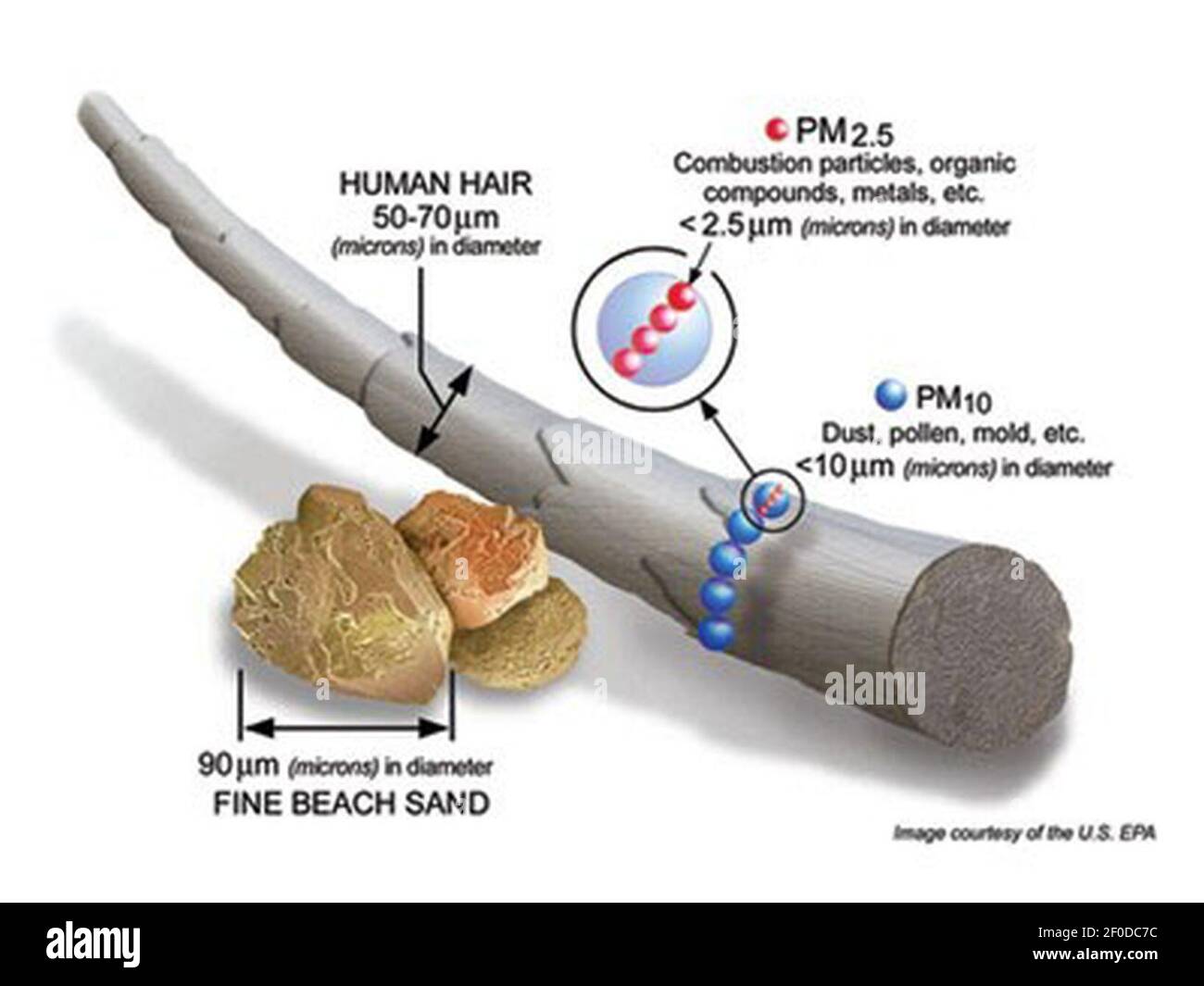 Taille des P2,5. Banque D'Images