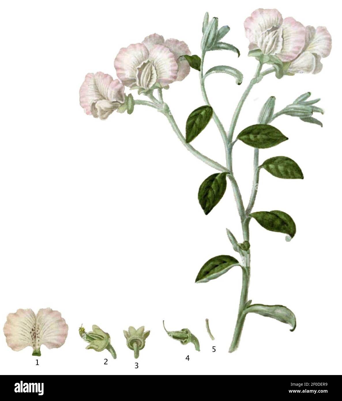 Podolyria argentea (Paradisus Londinensis 7). Banque D'Images