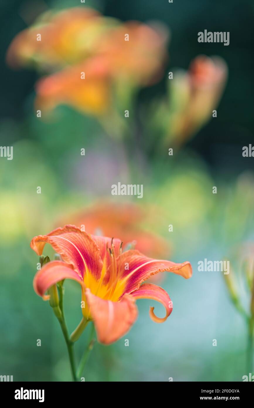 Lys Orange poussant dans un jardin vert Banque D'Images