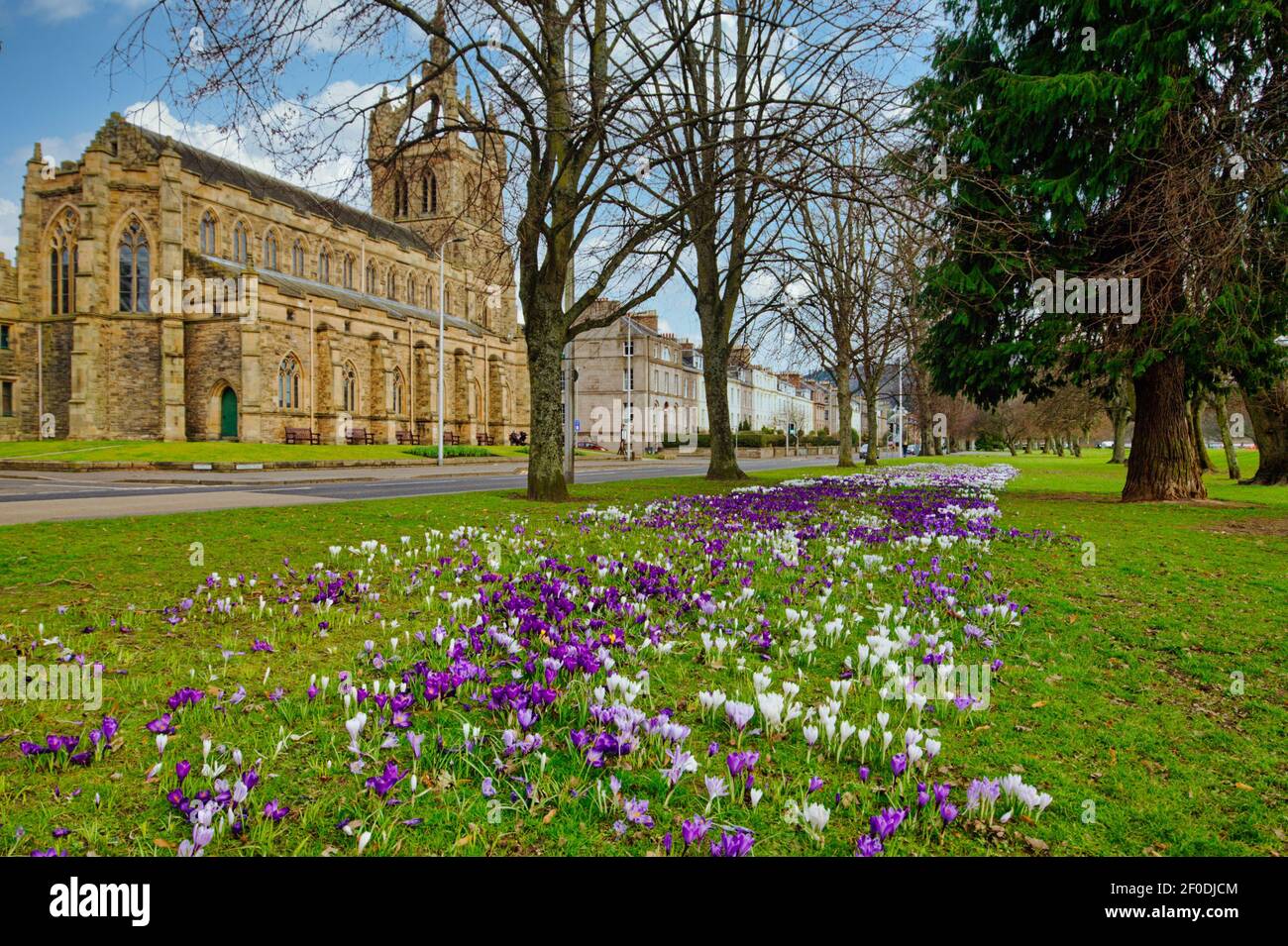 Une exposition printanière de fleurs de Crocus , le South Inch Perth, en Écosse avec St Leonard dans l'église des champs dans le fond Banque D'Images