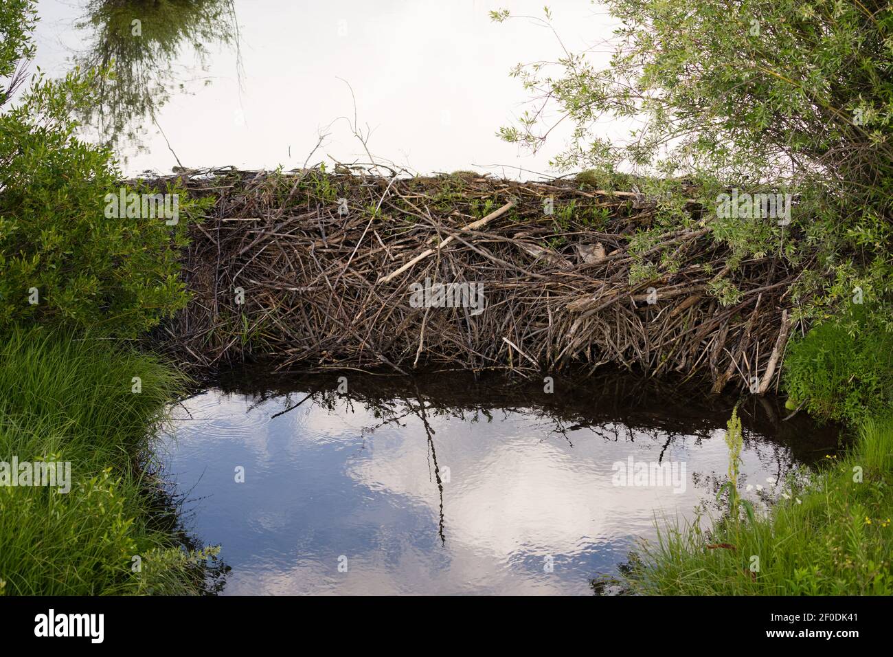 Barrage de castor Animal sauvage Lodge Lake Montagnes Rocheuses Banque D'Images