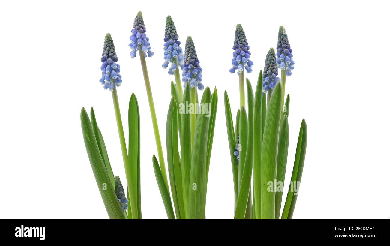 jeunes fleurs de muscari armeniacum bleu en ligne sur blanc arrière-plan Banque D'Images