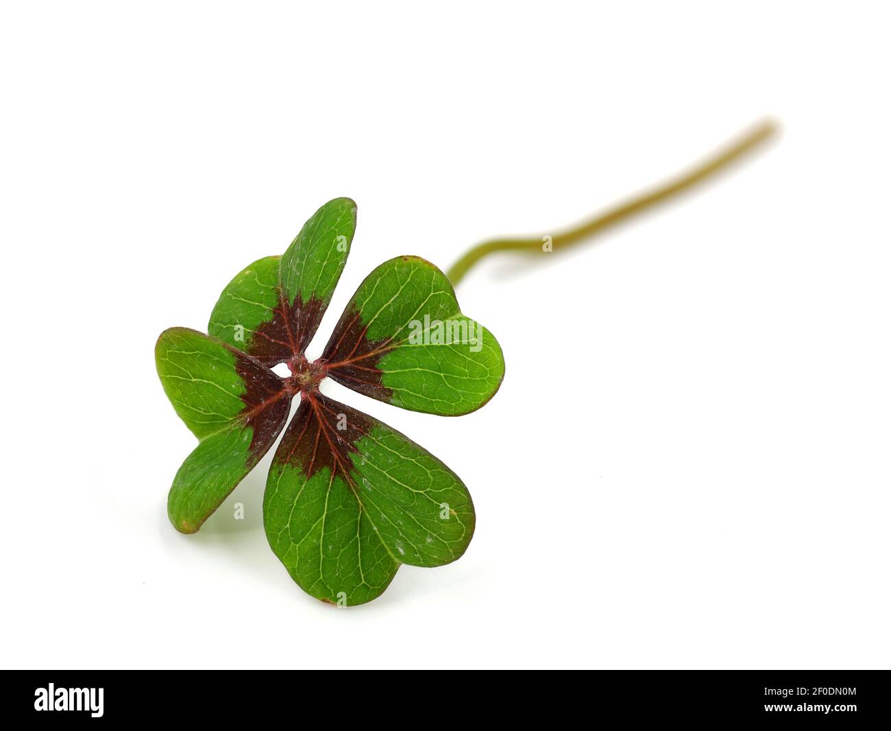 Trèfle chanceux, Oxalis tetraphylla, isolé sur fond blanc, signe de bonne chance Banque D'Images
