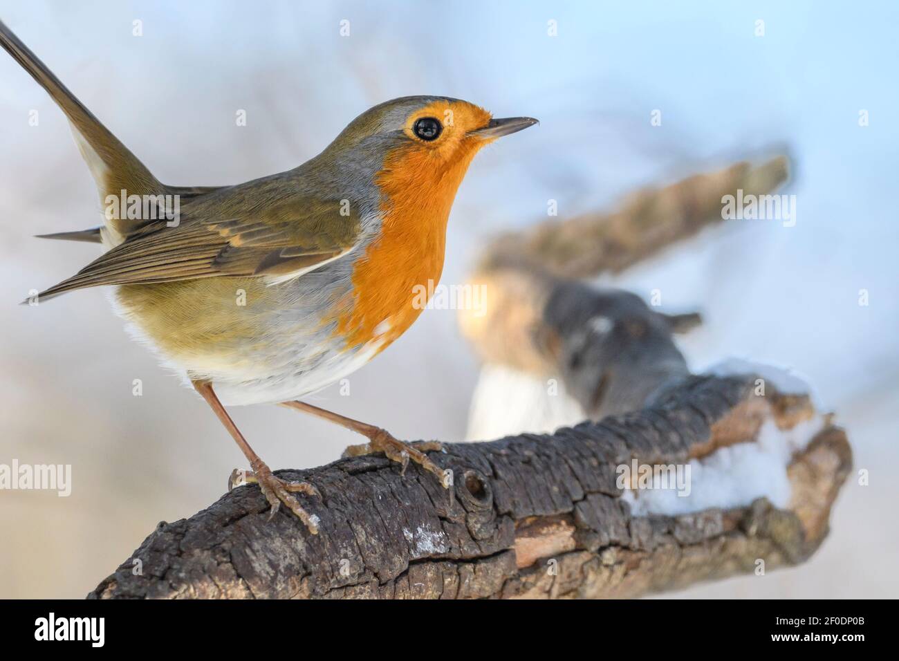 Robin, robin ou robin de l'Europe - erithacus rubecula, la recherche dans son habitat naturel Banque D'Images