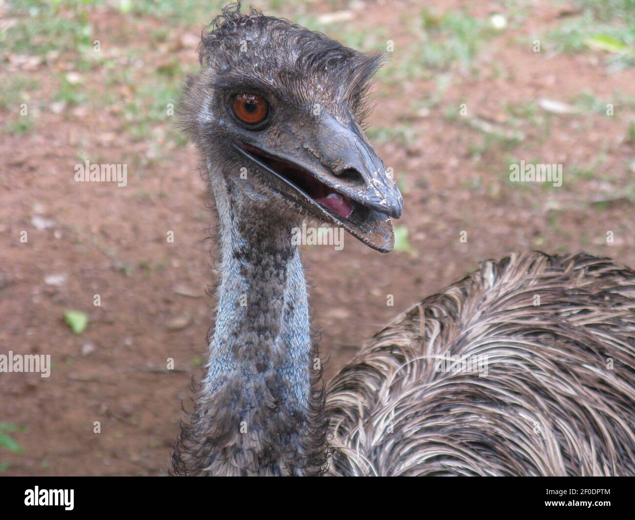 Mise au point sélective gros plan portrait d'un oiseau avec long Jambes et cou appelé Emo dans un zoo Banque D'Images