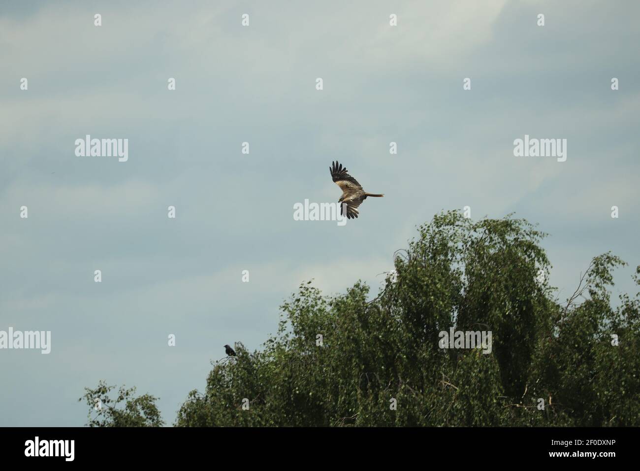 Hawk qui s'accroche à la recherche d'un déjeuner Banque D'Images