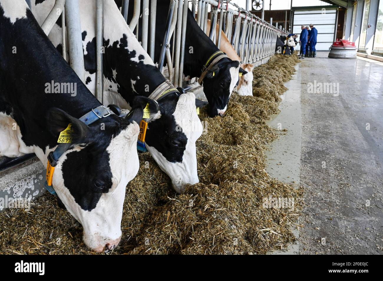 ALLEMAGNE, ECHEM, ferme laitière intelligente de vache laitière, numérisation de l'agriculture, vaches laitières en stable, vaches portant le collier avec capteur et des puces de rapport pour l'analyse des données et la traite de robot, robot glissière de fourrage LELY JUNO, l'ensilage et l'alimentation animale concentrée avec le soja Banque D'Images