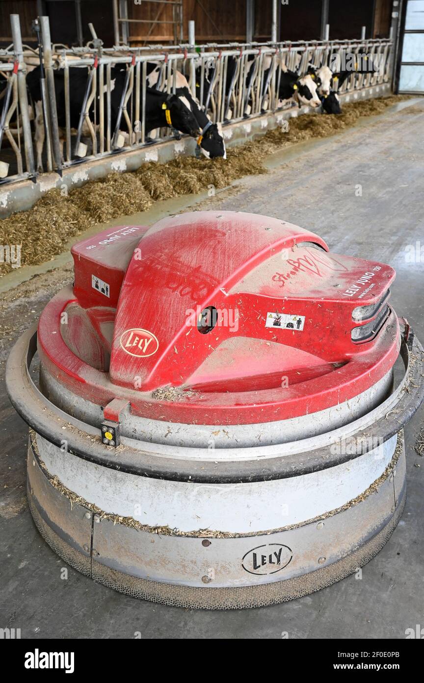 ALLEMAGNE, ECHEM, ferme laitière intelligente de vache laitière, numérisation de l'agriculture, vaches laitières en stable, vaches portant le collier avec capteur et des puces de rapport pour l'analyse des données et la traite de robot, robot glissière de fourrage LELY JUNO, l'ensilage et l'alimentation animale concentrée avec le soja Banque D'Images