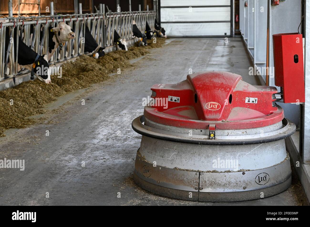 ALLEMAGNE, ECHEM, ferme laitière intelligente de vache laitière, numérisation de l'agriculture, vaches laitières en stable, vaches portant le collier avec capteur et des puces de rapport pour l'analyse des données et la traite de robot, robot glissière de fourrage LELY JUNO, l'ensilage et l'alimentation animale concentrée avec le soja Banque D'Images