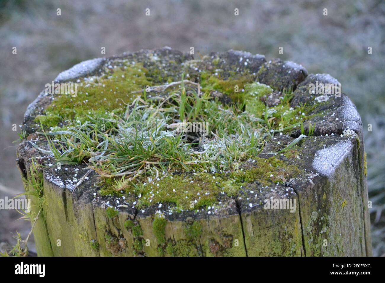 Souche de bois avec mousse et herbe poussant sur elle - Frosty Winters Day - glace sur le bois, herbe et mousse - saison d'hiver - Sussex Royaume-Uni Banque D'Images
