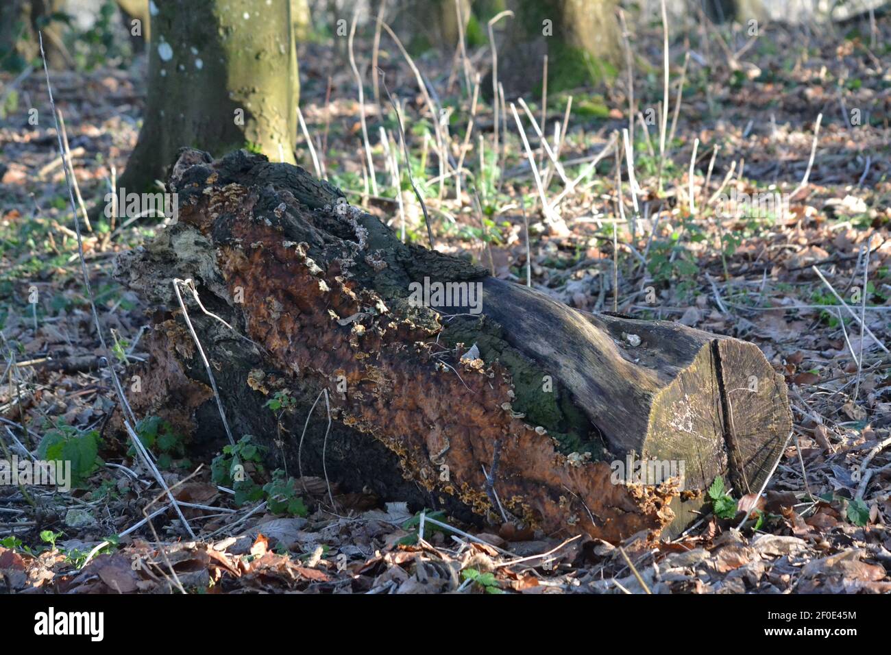 Tronc d'arbre de Boty Cut Down dans les bois - arbre Tronc (Bole) sur le sol - campagne - main en bois Axe d'UN arbre - Bois mort + écorce - Sussex Royaume-Uni Banque D'Images