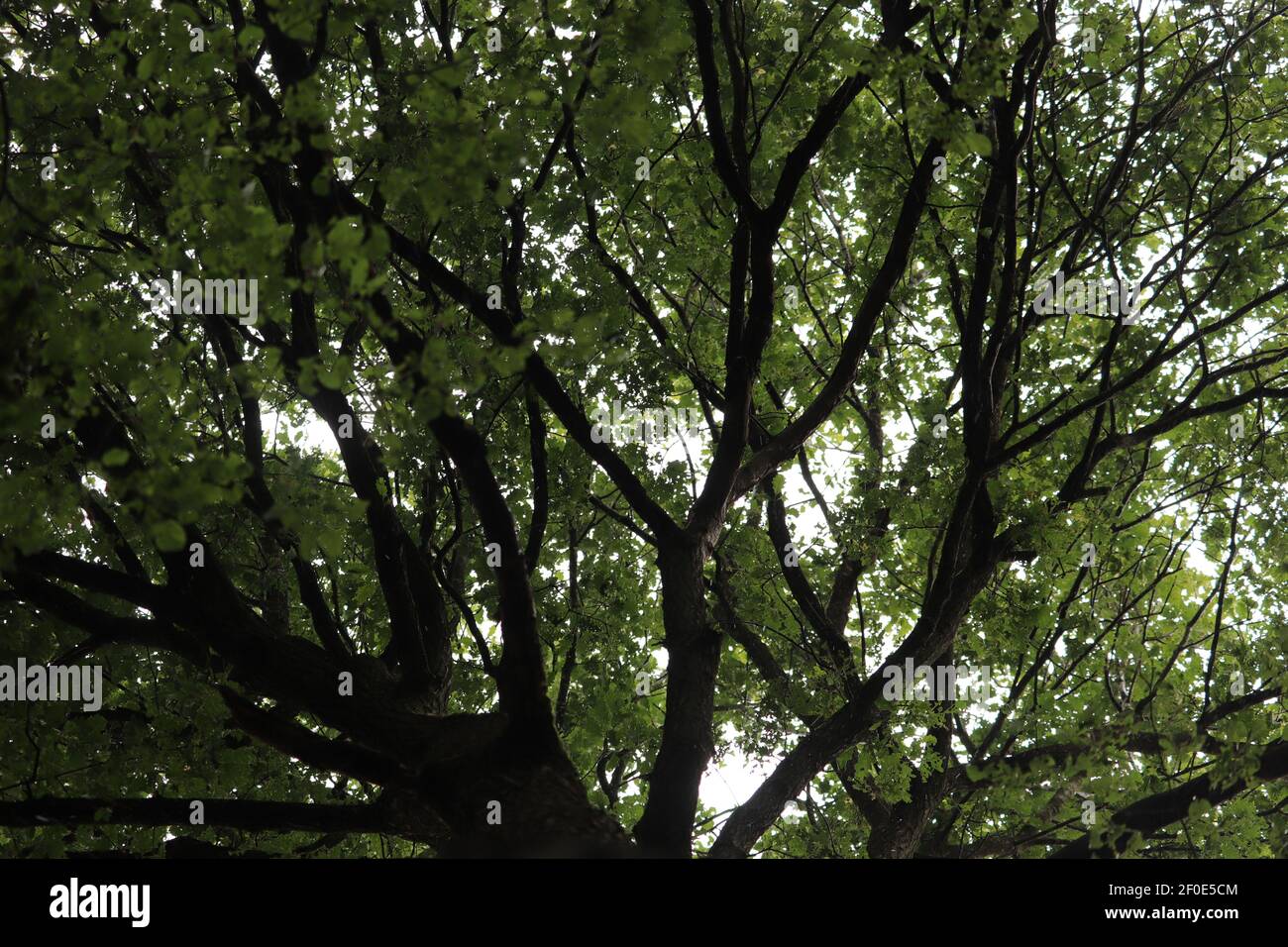 Vue d'ANT sur la canopée d'une forêt dans Le Royaume-Uni Banque D'Images