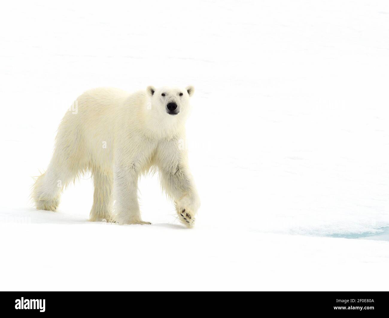 Ours polaire sur glace, Svalbard Banque D'Images