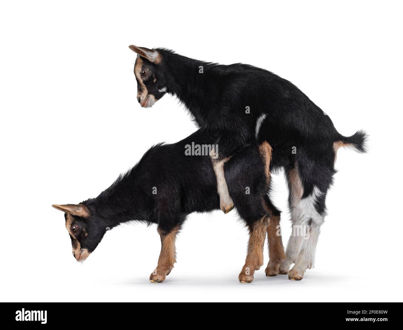 Deux jeunes chèvres pratiquant l'accouplement. Regarde tout droit. Isolé sur fond blanc. Banque D'Images