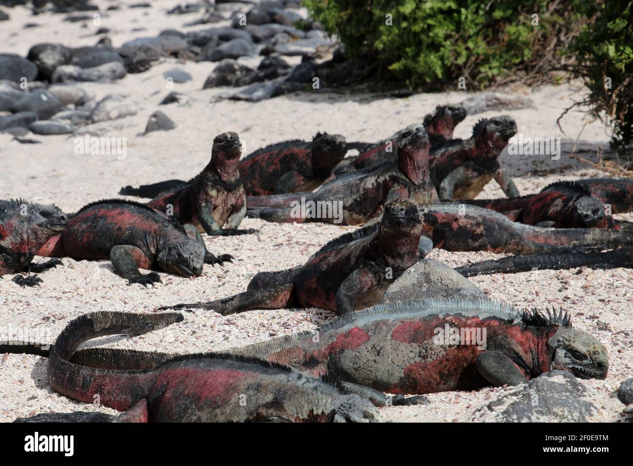 Iguana marine sur la plage bains de soleil, île de Galapagos, Equateur Banque D'Images