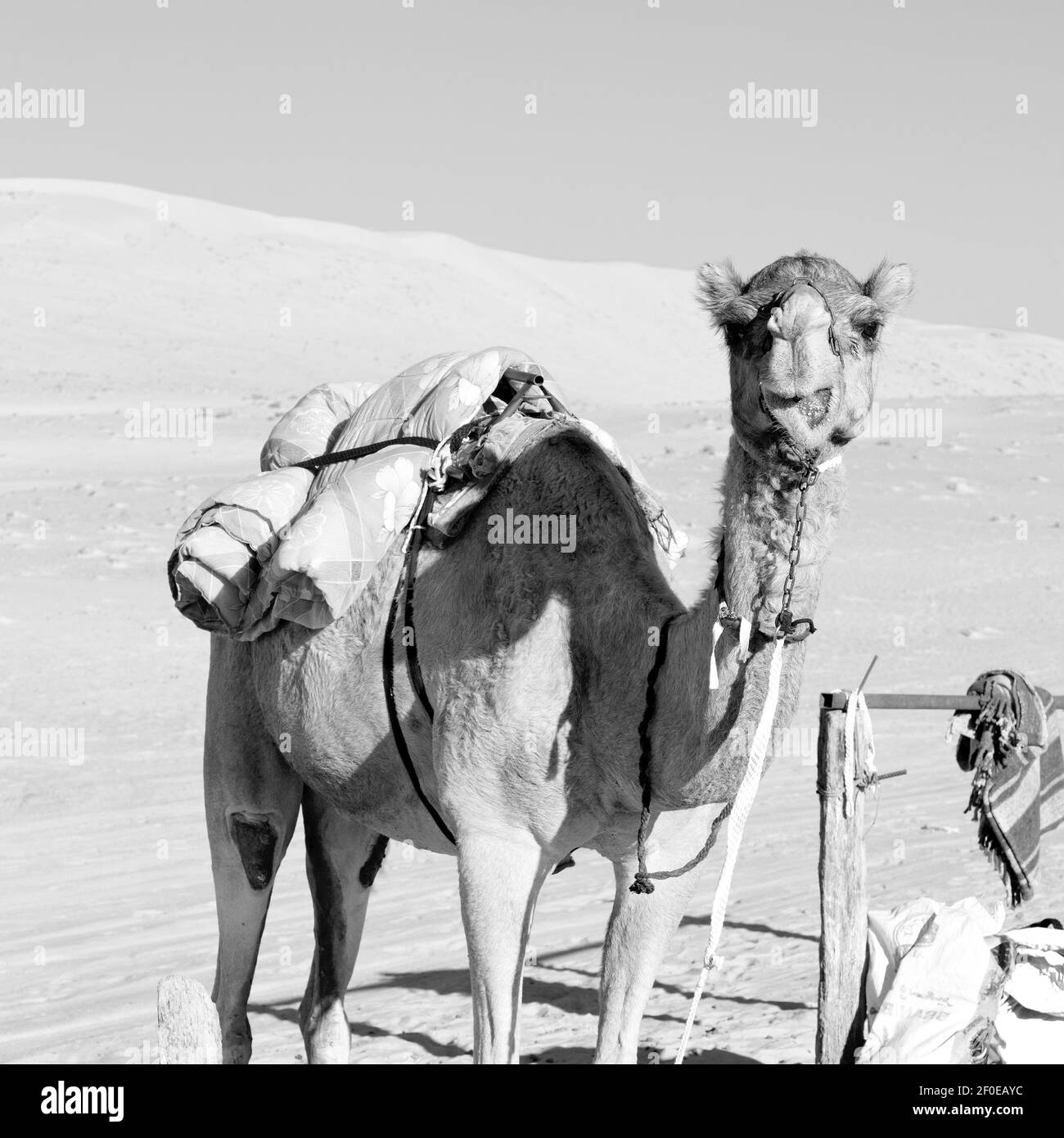 En oman quart vide du désert un dromadaire libre près le ciel Banque D'Images En oman quart vide du désert un dromadaire libre près le ciel Banque D'Images