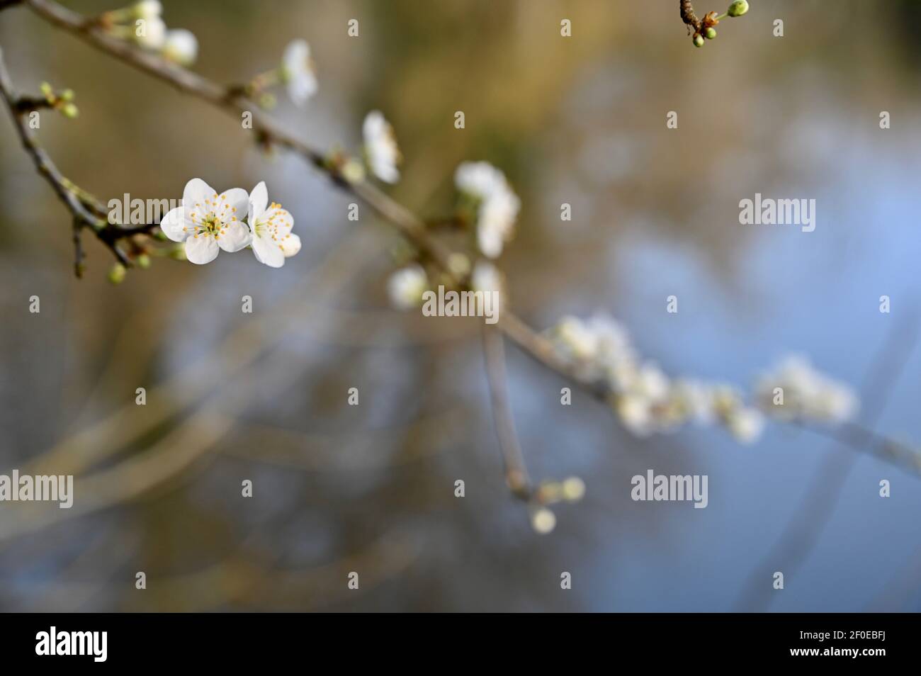 Blossom (désambiguïtés), Foots Cray Meadows, Sidcup, Kent. ROYAUME-UNI Banque D'Images
