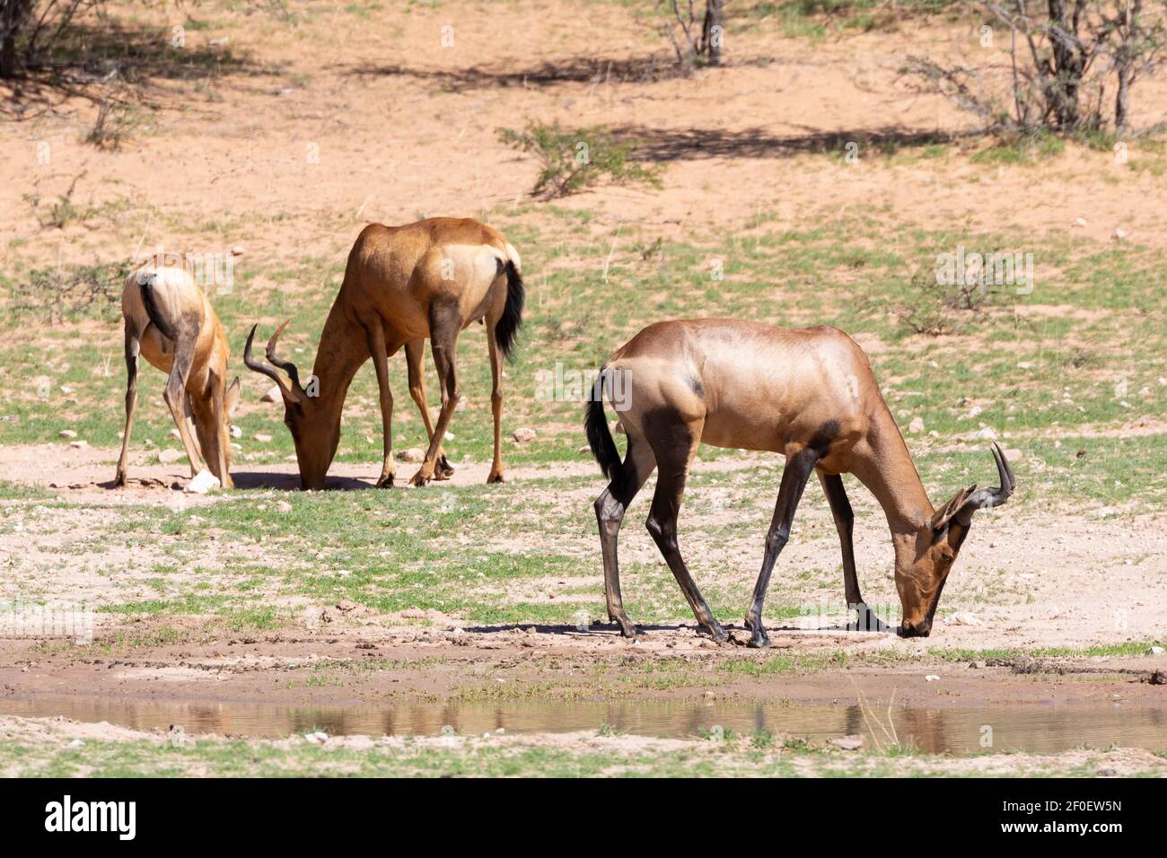 Hartebeest rouge (Alcelaphus buselaphus / caama) boire au trou d'eau, Parc transfrontalier Kgalagadi, Kalahari, Cap Nord, Afrique du Sud Banque D'Images