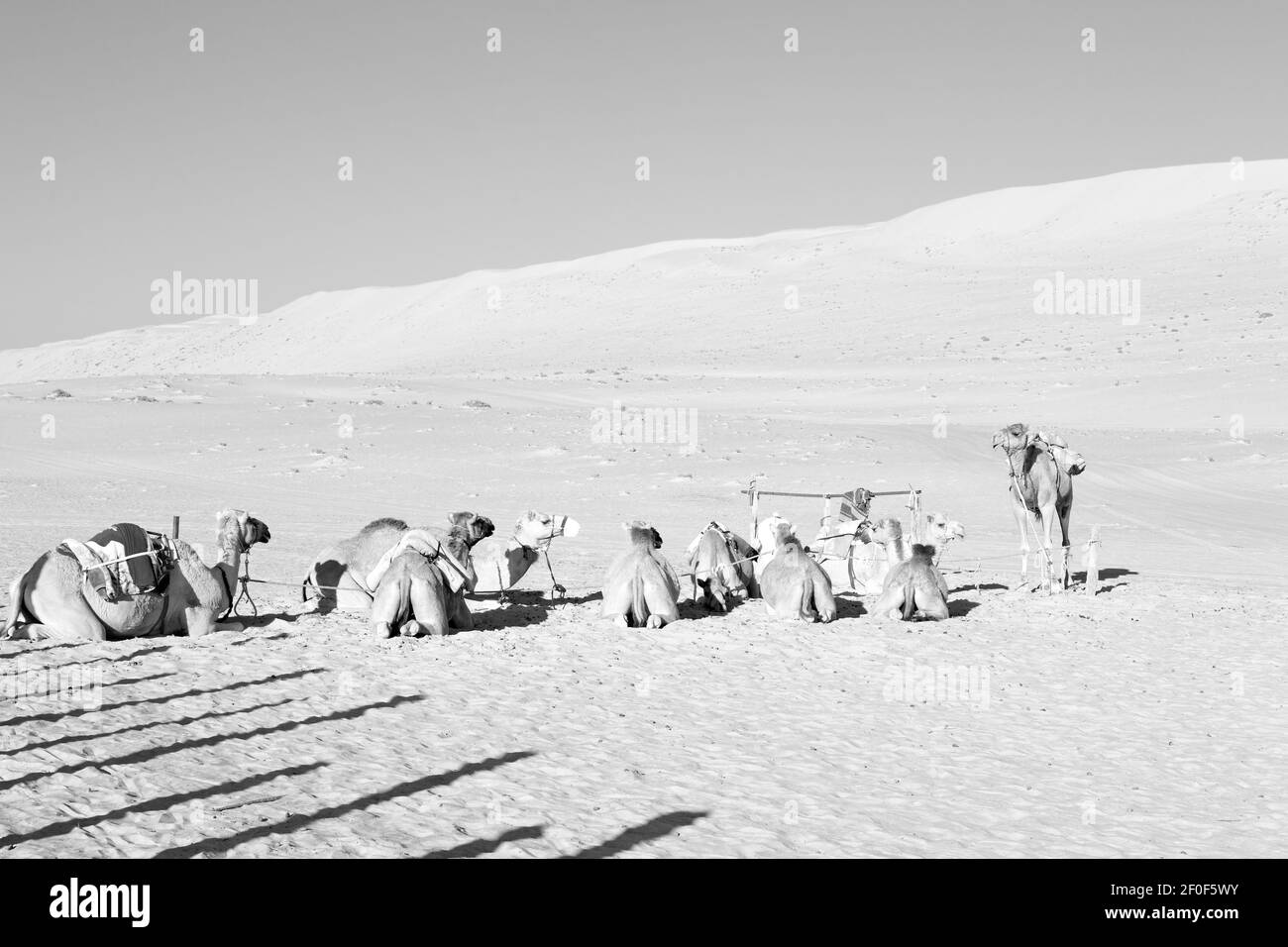 En oman quart vide du désert un dromadaire libre près le ciel Banque D'Images En oman quart vide du désert un dromadaire libre près le ciel Banque D'Images